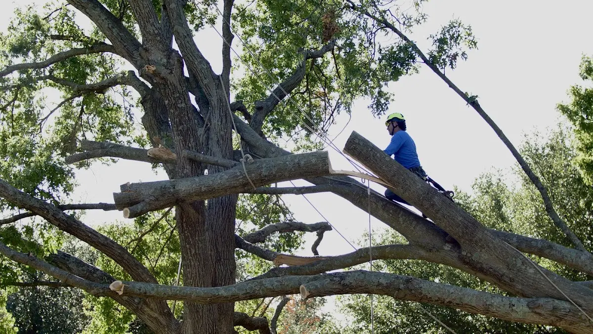 Professional Crown Thinning performed by certified arborists in Olivet