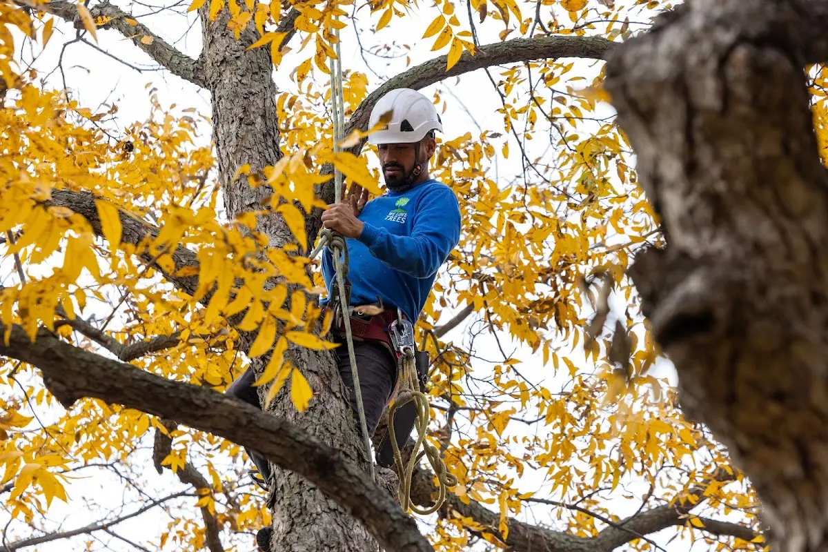 Skilled Tree Transplanting crew working in Olivet
